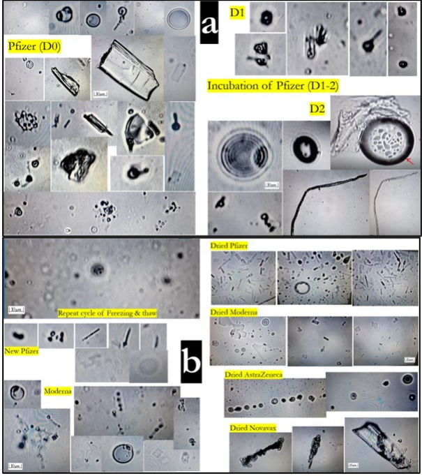 How various COVID vaccines look under a microscope. Various bubble, rod, whip-looking, as well as irregularly shaped, structures visible. 